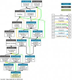 DAG for GO:1903033