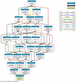 DAG for GO:1903306