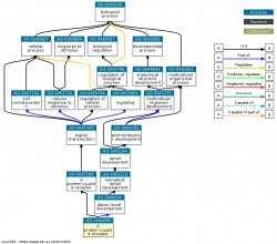 DAG for GO:1904066