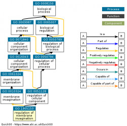 DAG for GO:1905153