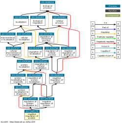 DAG for GO:1905170