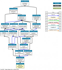 DAG for GO:1905317