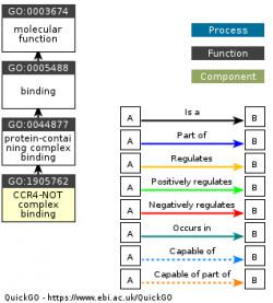 DAG for GO:1905762