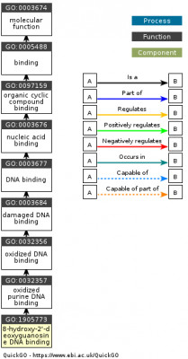 DAG for GO:1905773