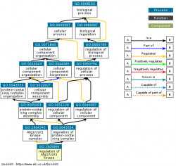 DAG for GO:1905864