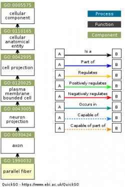 DAG for GO:1990032