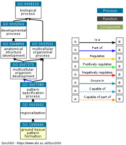 DAG for GO:1990064