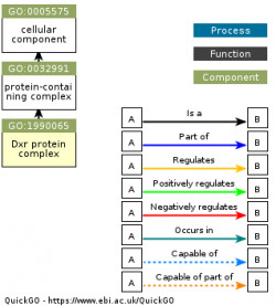 DAG for GO:1990065