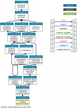 DAG for GO:1990116
