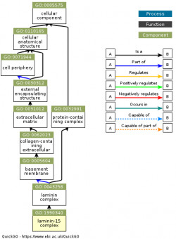 DAG for GO:1990340