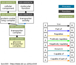 DAG for GO:1990350