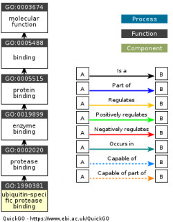 DAG for GO:1990381