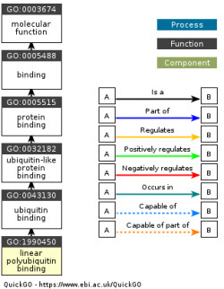 DAG for GO:1990450