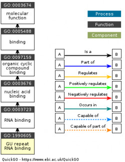 DAG for GO:1990605