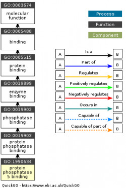 DAG for GO:1990634