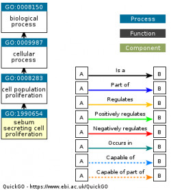 DAG for GO:1990654