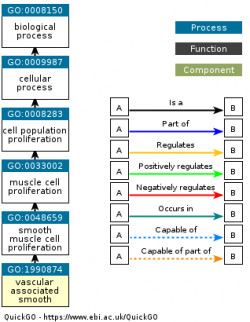 DAG for GO:1990874