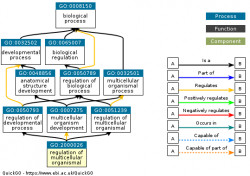 DAG for GO:2000026
