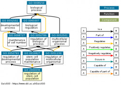 DAG for GO:2000036