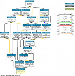 DAG for GO:2000100