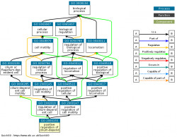 DAG for GO:2000155
