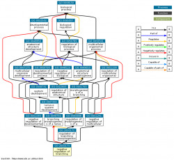 DAG for GO:2000173
