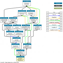 DAG for GO:2000287