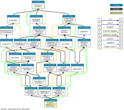 DAG for GO:2000294