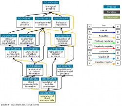 DAG for GO:2000332