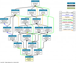 DAG for GO:2000334