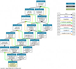 DAG for GO:2000430