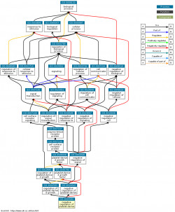 DAG for GO:2000584