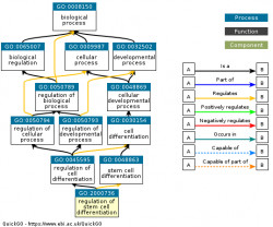 DAG for GO:2000736