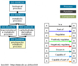 DAG for GO:2000896