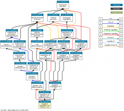 DAG for GO:2001050