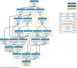 DAG for GO:2001135