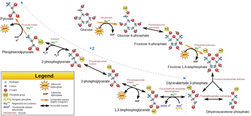 1280px-Glycolysis2.svg.png