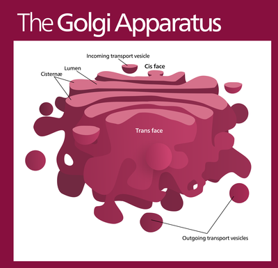 Golgi diagram